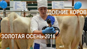 Две техники машинного доения коров. Выставка Золотая Осень-2016