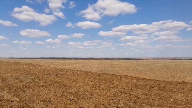 Ячмень вакула, посев 5 апреля.