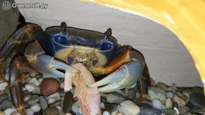 Краб ест креветку