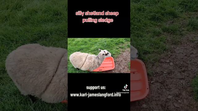 silly shetland sheep pulling sledge