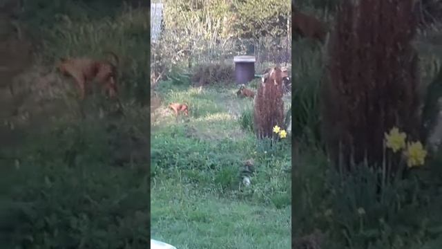 Цвергпинчеры. Дача. Отдых. смотреть онлайн