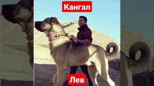 Кангал против Льва кто сильней?