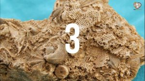 Как мел образовался и из чего он состоит