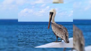 22 Интересных Факта о Пеликанах