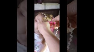 Как заплести косички Зизи (афрокосы) самостоятельно/дома.