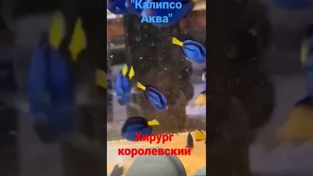 Хирург голубой королевский а Калипсо Аква.