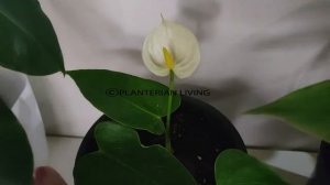 Baby Anthurium, complete information and care tips