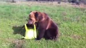 Русский мужик научил медведя