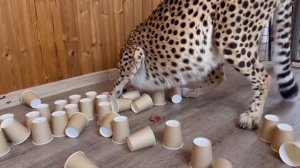 Гепардик плюшевый совсем не видит вблизи. Герда очень фортовый гепард!