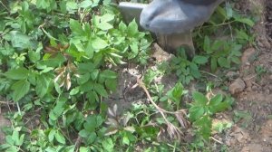 Весенняя пересадка пионов. Что сделать чтобы сохранить кусты пионов