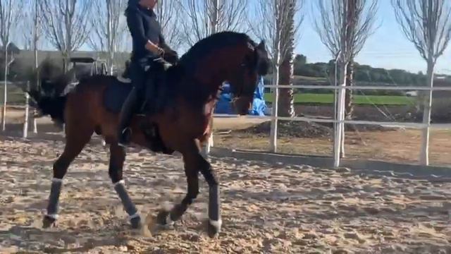 Advanced Dark Bay PRE Stallion Piro-negative 2013 смотреть онлайн