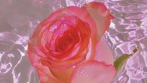 Изумительный НАШИД...?✨