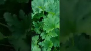 Кабачок Марсело,начало плодоношения.