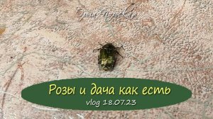 Ещё раз розы, цветники и июльская дача | Vlog Дача как есть, хроника 18.07.2023