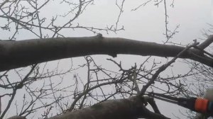 Покажу и расскажу!!! Формирующая осенняя обрезка яблони.
