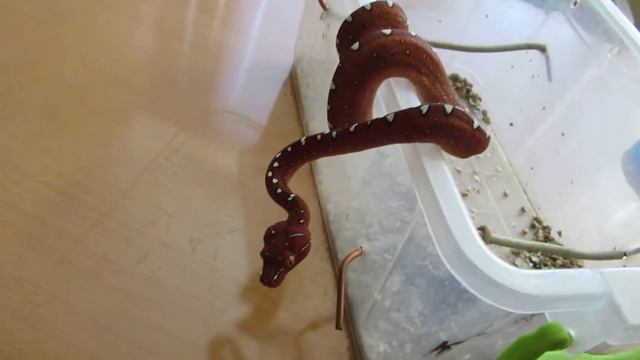 Зеленый древесный питон Morelia Viridis (local lereh) "Zakharov Reptiles" 4 months смотреть онлайн