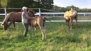 Чем заниматься с жеребенком до отъема