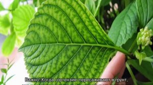 Почему не растет гортензия метельчатая, древовидная, крупнолистная