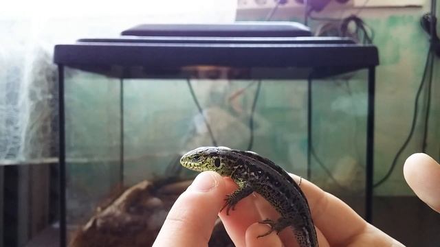 Как отличить живородящую ящерицу от прыткой? Совет для новичка. смотреть онлайн