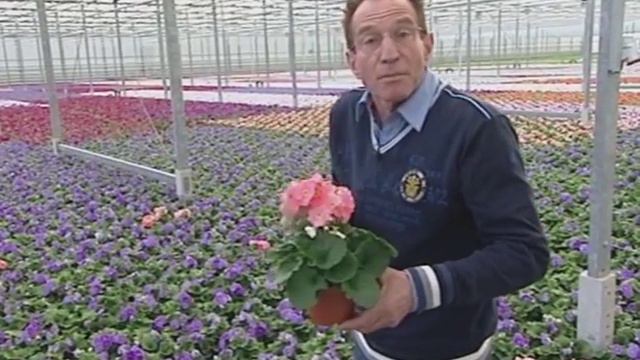 Primula "Touche Me" смотреть онлайн