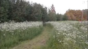 Вечером в деревне, пение соловья.