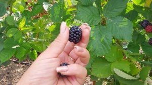 Ежевика Тройная Корона. Первое плодоношение