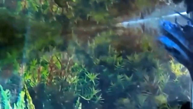 Экзотические Рыбки - Нерест! Exotic Fish - Spawning! смотреть онлайн