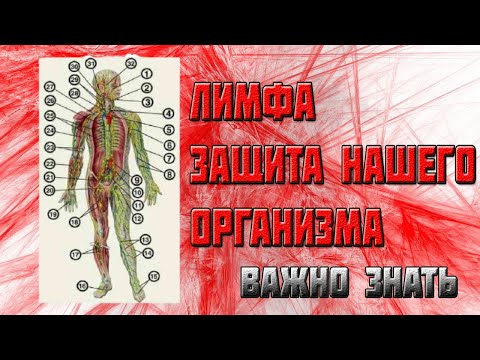 Что такое лимфа человека важно знать