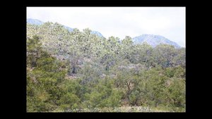 Поселок Чамьюва Кемер