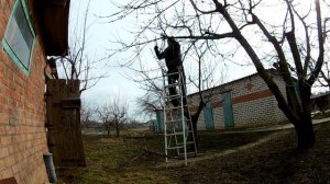 Обрезка старой черешни. Омоложение старого дерева