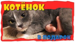 КОТЕНОК в ПОДАРОК для Софии Су на ДЕНЬ РОЖДЕНИЯ Котенок спит КОТЕНОК дома