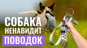 Собака УБЕГАЕТ, КОГДА ВИДИТ ПОВОДОК? Это упражнение поможет проработать проблему!
