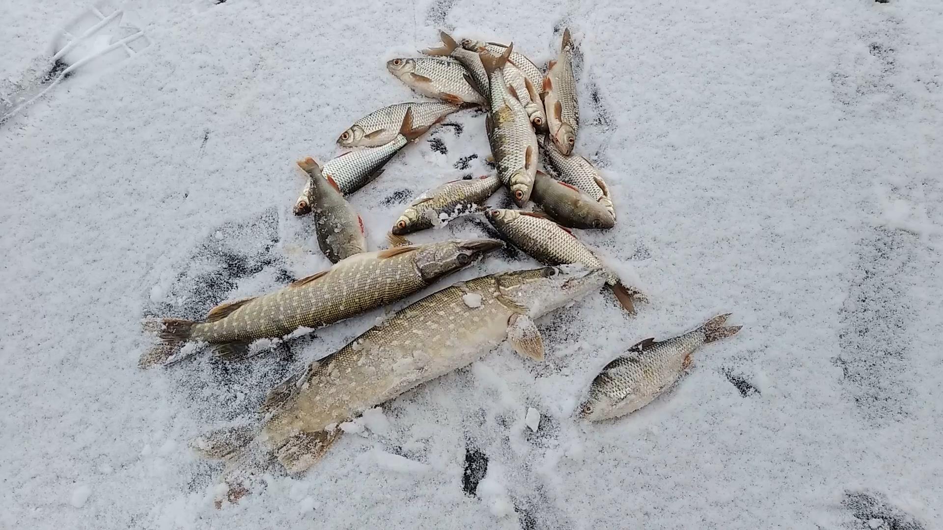 Ловля косынками. Щука, сорожка, окунь. Или удачная рыбалка в нерыбацкую погоду)))