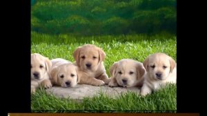 Вот идут утята