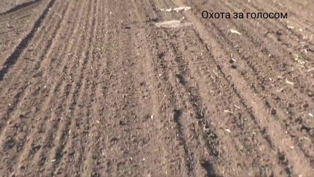 ловля сорокопута(жулана) на самодельный лучек