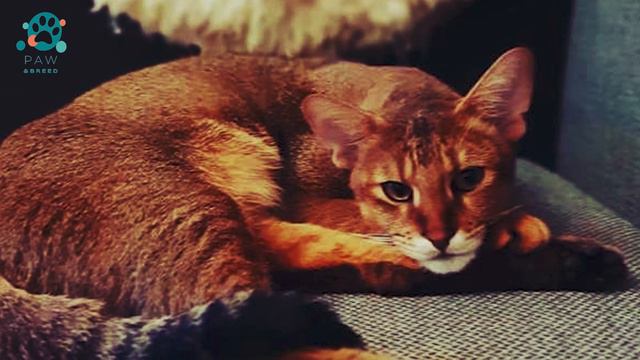 CHAUSIE CAT BREED - The Facts You Need to Know About Chausie смотреть онлайн