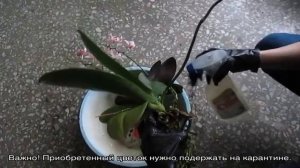 Белые жучки на орхидее: способы избавления от вредителей
