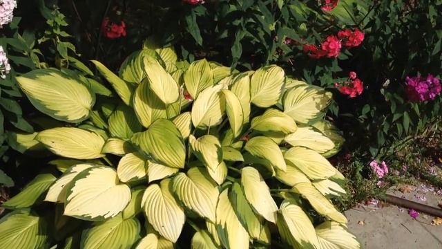 хоста Голд Стандарт смотреть онлайн