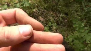 День советских монет, коп в лесах калужской области.