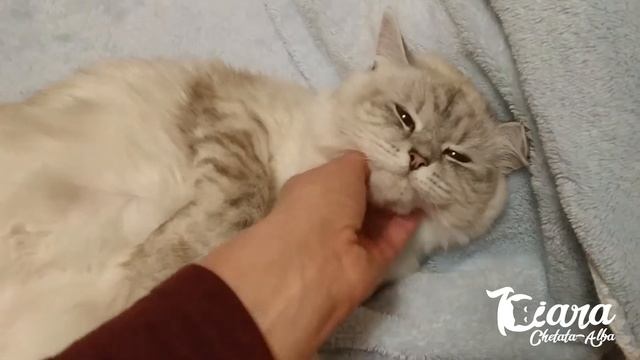 Как узнать о беременности кошки ? (Невская маскарадная кошка Киара) смотреть онлайн