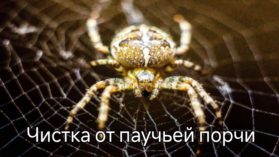 ЧИСТКА ОТ ПАУЧЬЕЙ ПОРЧИ #паучьяпорча
