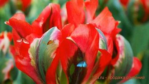 Тюльпан обыкновенный Голливуд (tyulpan-gollivud) ? обзор: как сажать, луковицы тюльпаны Голливуд