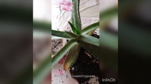 Если желтеют нижние листья у алоэ