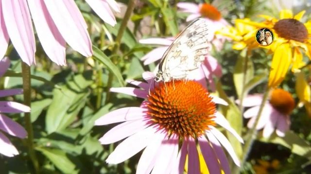 Пестроглазка галатея / Melanargia galathea ??? смотреть онлайн