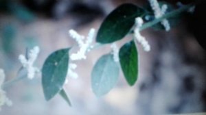 Эрва шерстистая: лечебные свойства и противопоказания