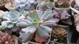 🌺Общий обзор коллекции суккулентов. 🌺Они снова в тепле и уюте🤗 Долгожданное цветение литопса 🌼❤️