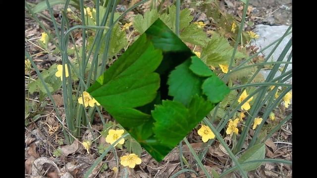 ВАЛЬДШТЕЙНИЯ  (WALDSTEINIA)  сем. Розоцветные