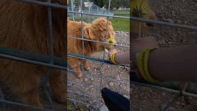 Телёнок породы Декстер. Карельский зоопарк 7.06.21