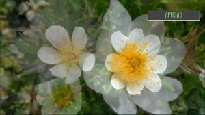 Известный и неизвестный мир растений Крайнего Севера. Слайд-показ.