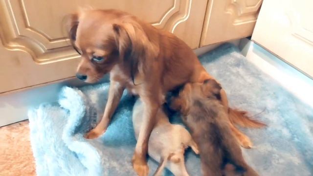 Почему собаку Русю сосут только два щенка смотреть онлайн